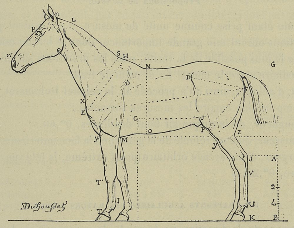 Structure du sabot d'un cheval - Dictionnaire Visuel