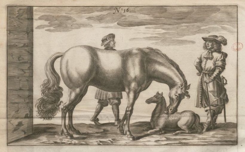 Traité nouveau et augmenté de George Simon Winter de Adlersflügel pour faire Race de Chevaux — 1703