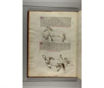 De’ cavalli [MS it.464] / BONIFAZIO, XVe siècle, p.14