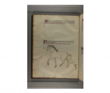 De’ cavalli [MS it.464] / BONIFAZIO, XVe siècle, p.28