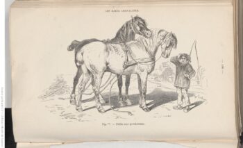 F.-H. Lalaisse — La connaissance générale du cheval, E. Gayot et L. Moll, 1861 (Gallica)
